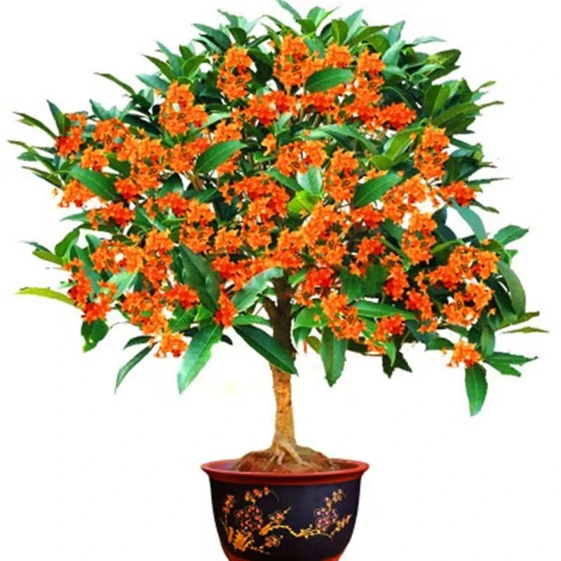 嫁接桂花树苗金桂四季桂飘香盆地栽室外阳台庭院浓香型四季常绿色