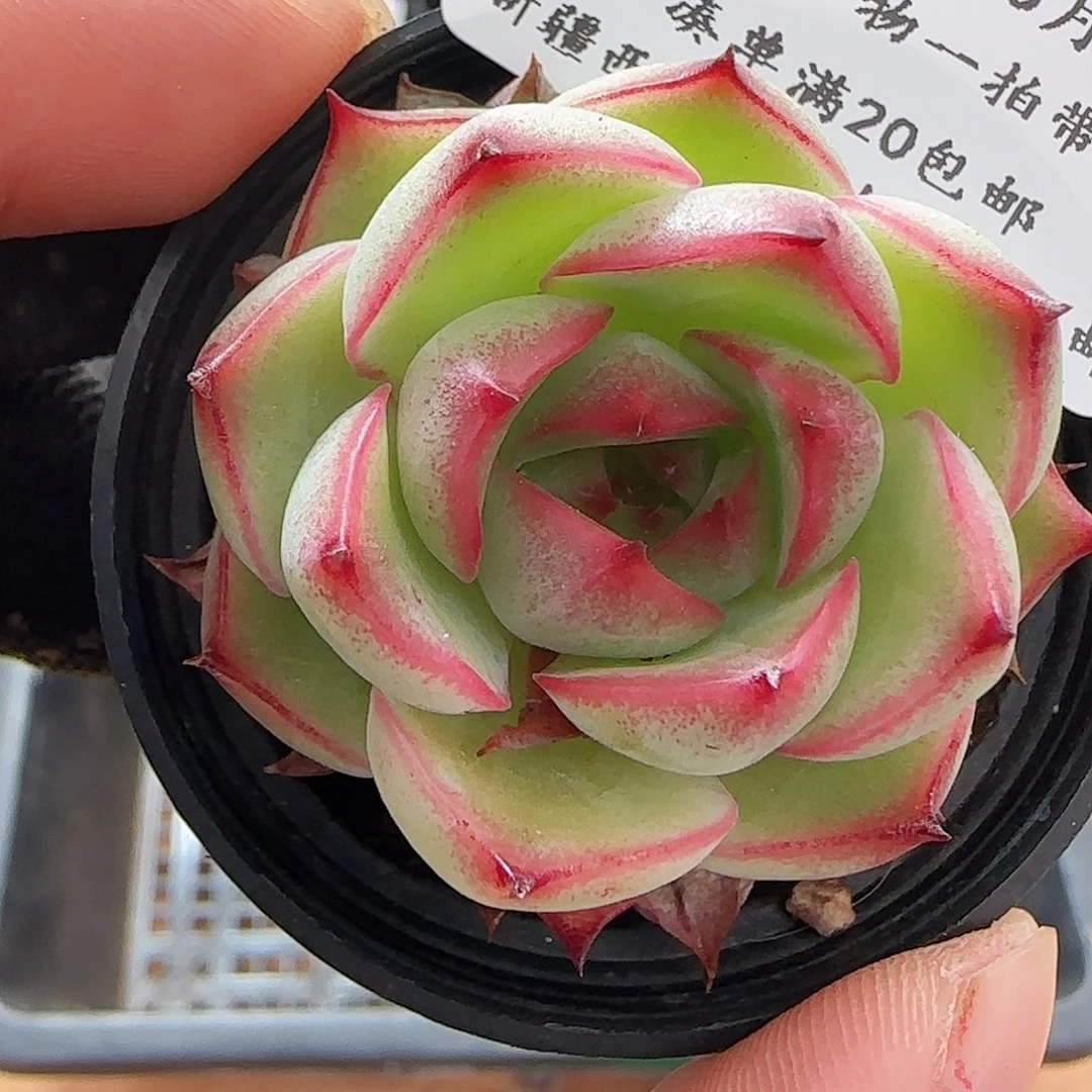 0623---308福利福利