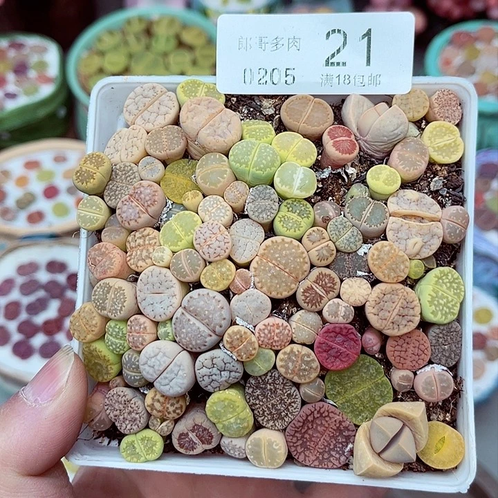 多肉植物生石花5-21