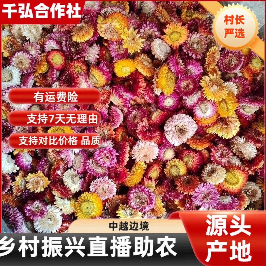 8农户深山自采七彩菊（永生菊）
