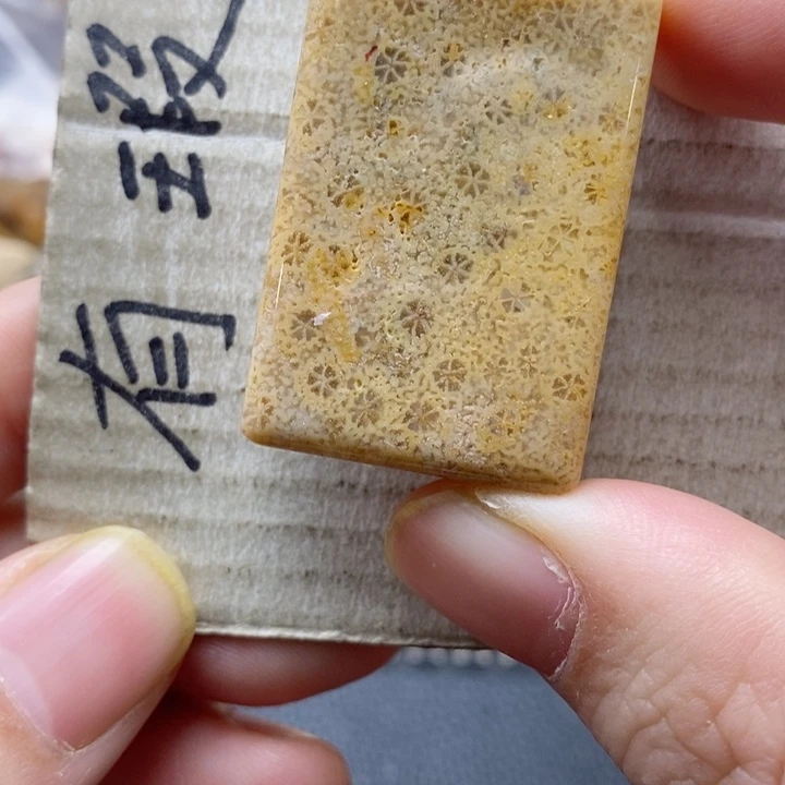 硅化珊瑚（珊瑚玉）颈饰未镶嵌