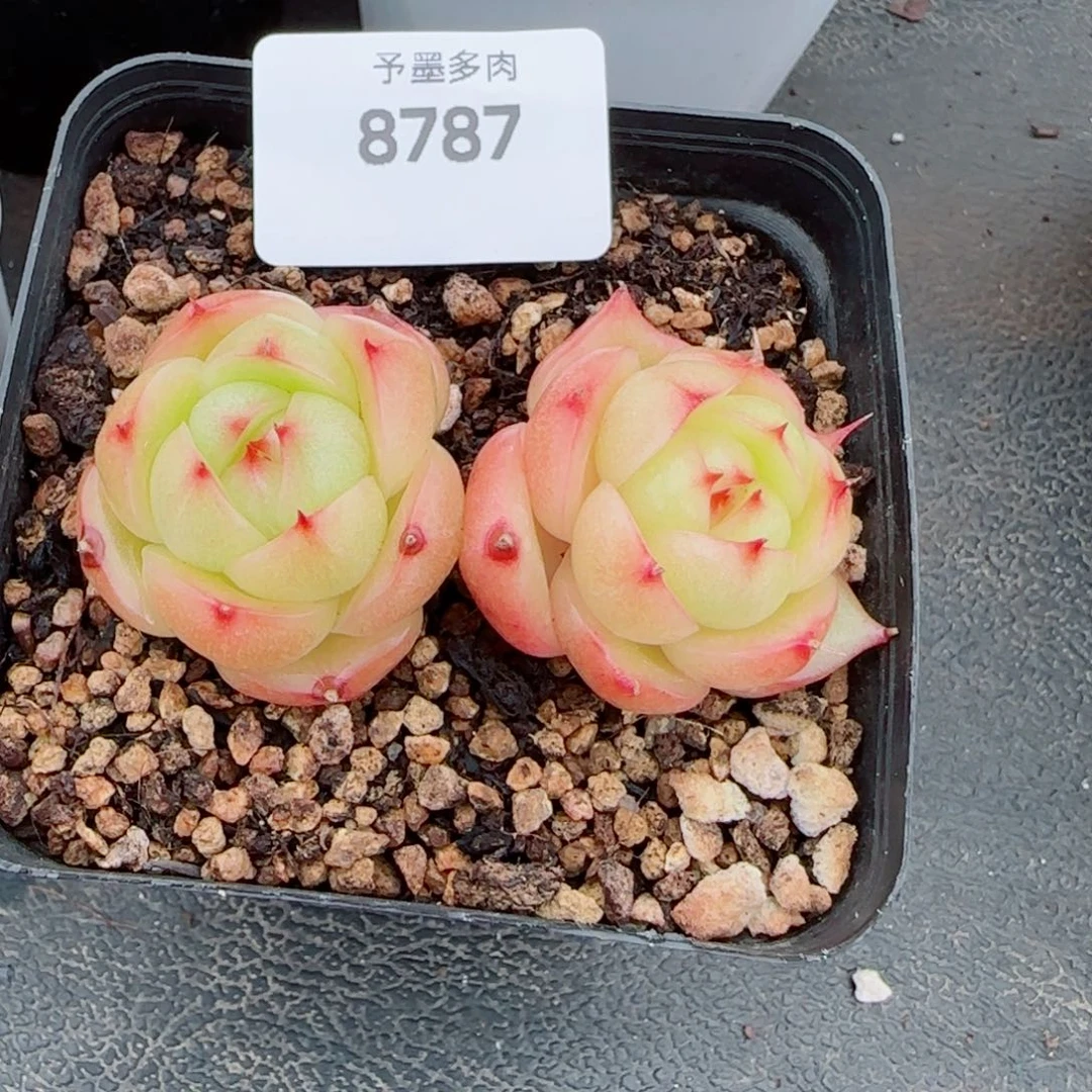 玉玲珑，8787多肉植物