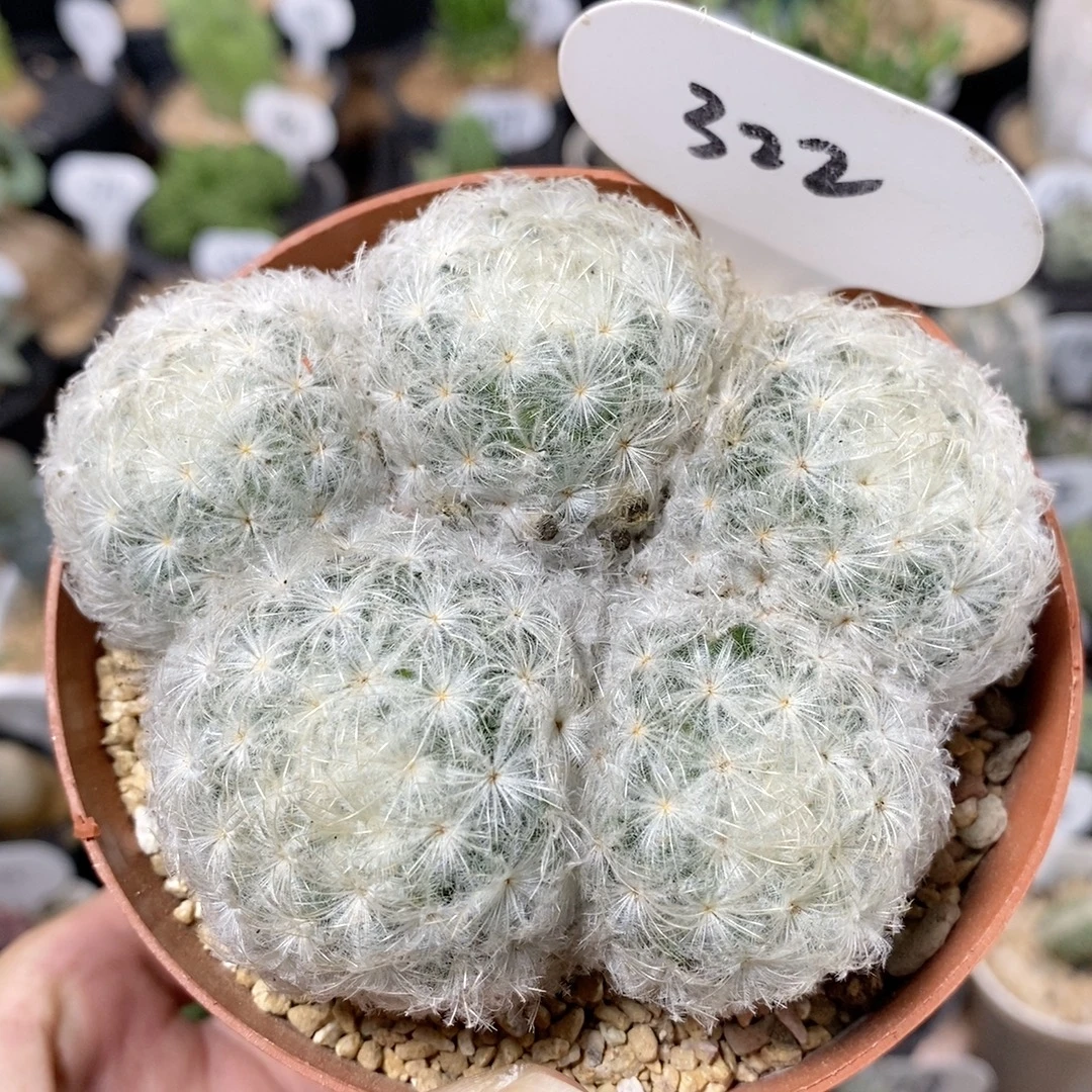 322号群生白星9cm