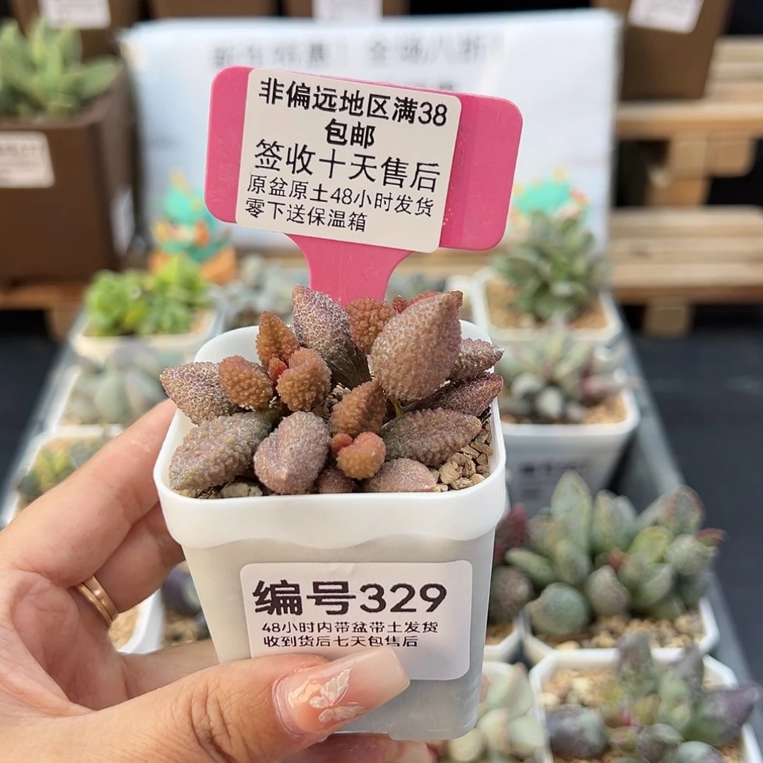 @****@329荔枝皮多肉植物