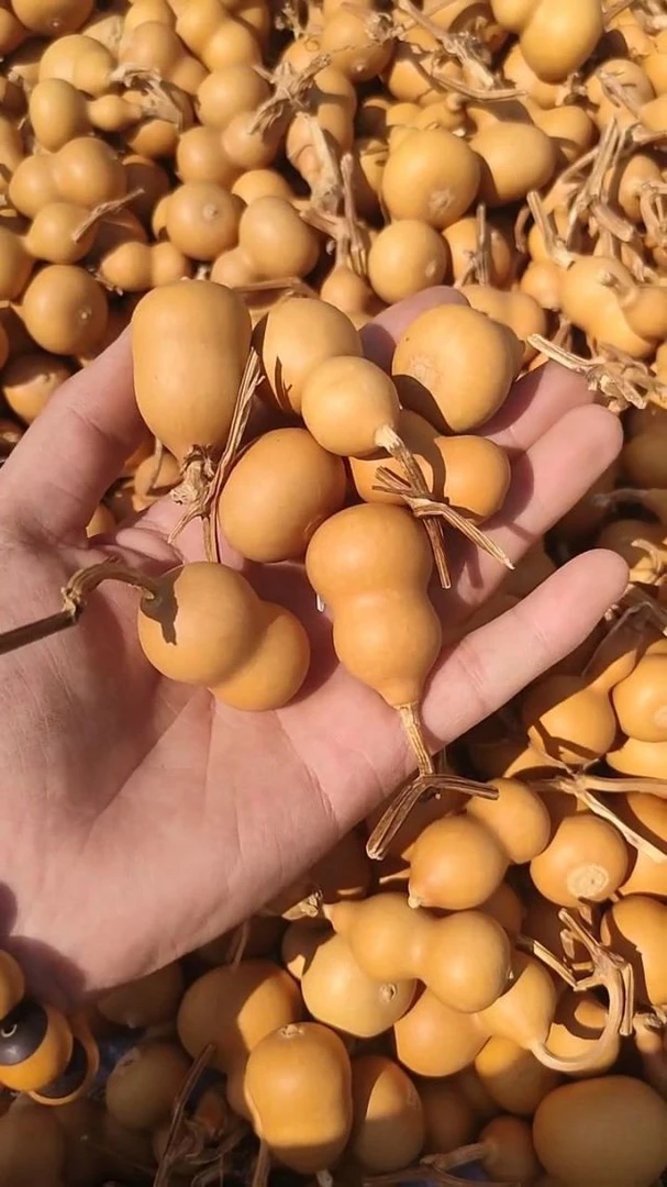 手捻小葫芦 一物一图