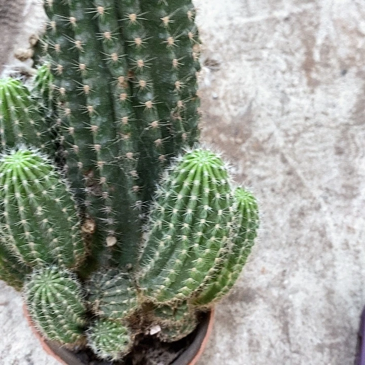 大金刚仙人球，wtuiop