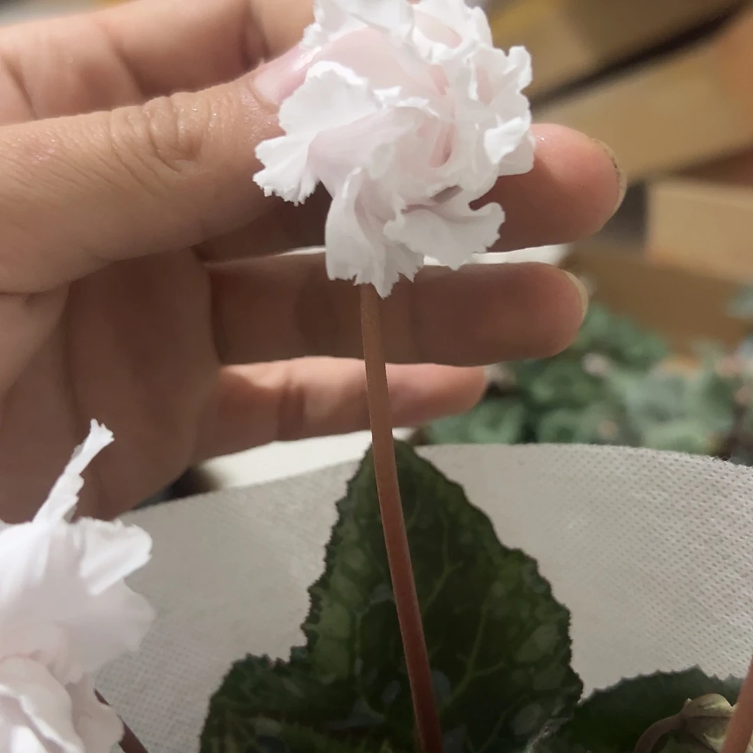 淡色系仙客来一物一拍