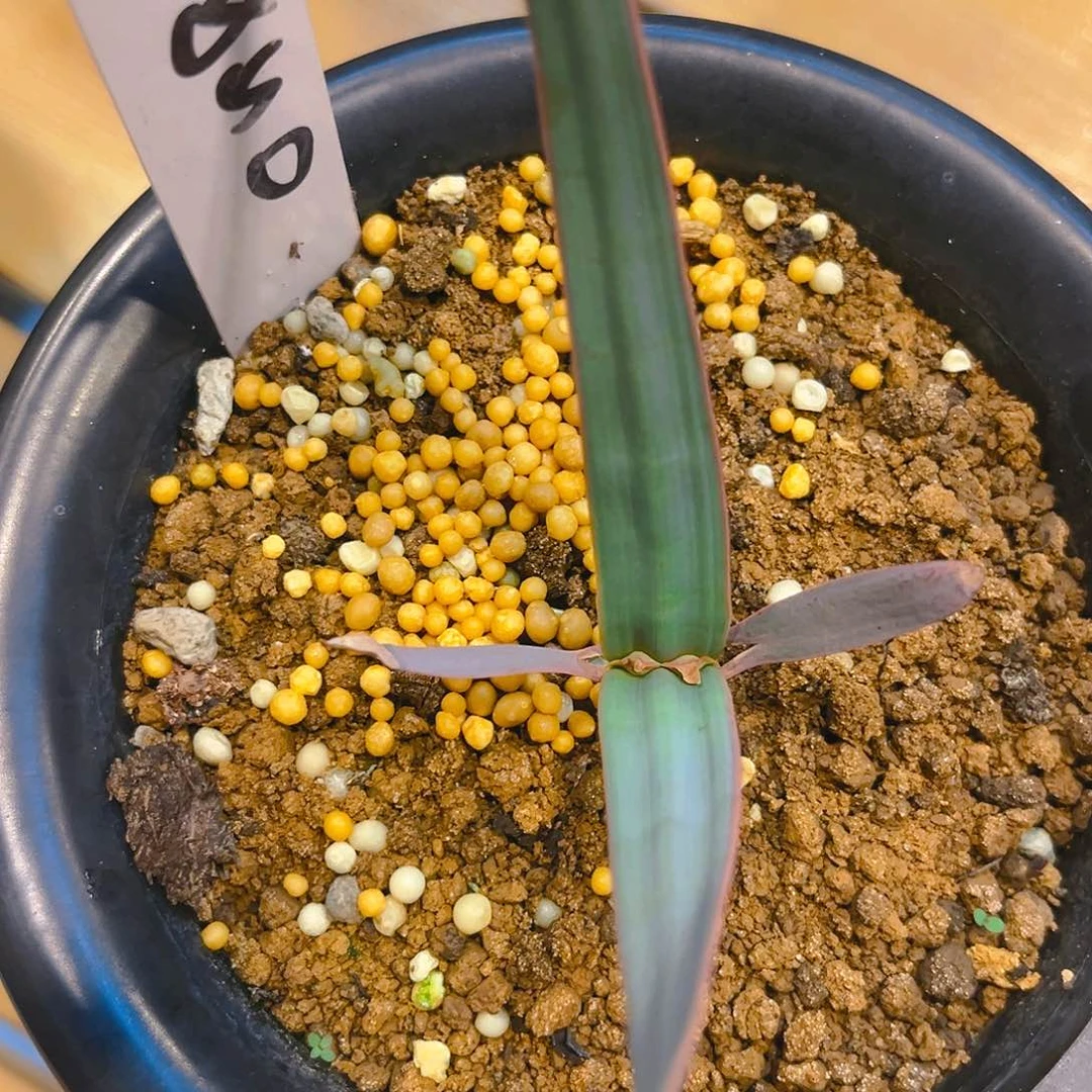 Qq50百岁兰75折福利