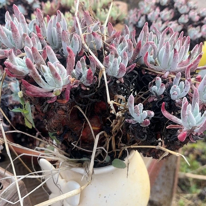 仙女杯杯多肉植物盆栽