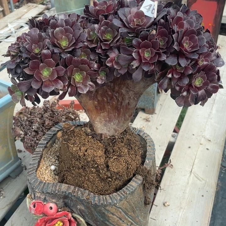 小*多肉多水也有一套完整