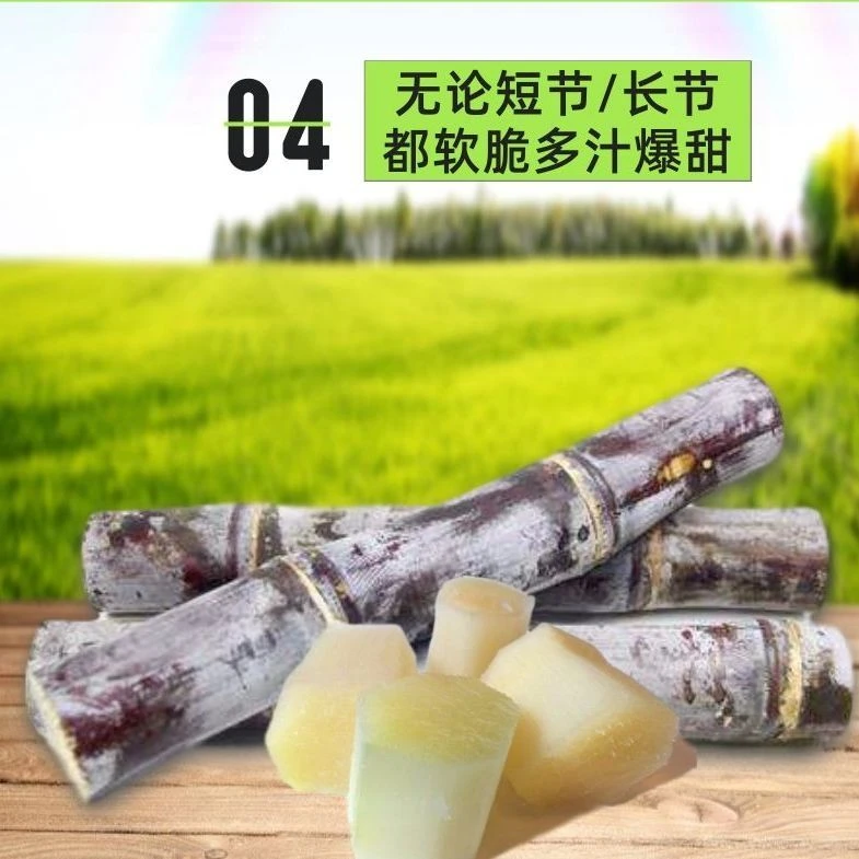 新鲜正宗广西黑皮紫甘蔗清甜可口水果应季水果热带脆多汁非黄金青