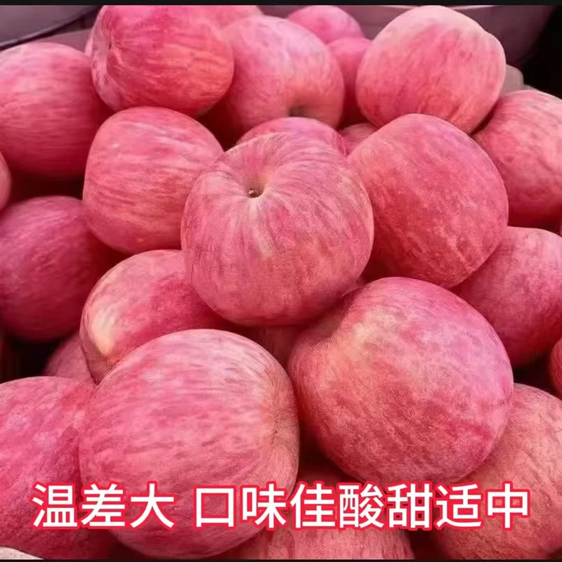 山西黄土高原当季红富士苹果自家种植新鲜采摘自然熟产地直发