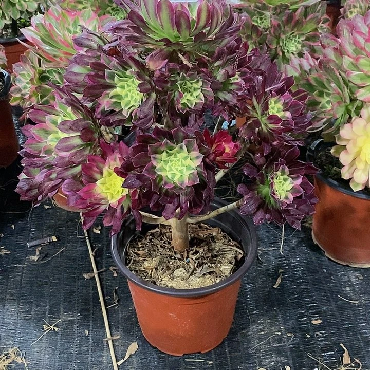 天法师。        吧。