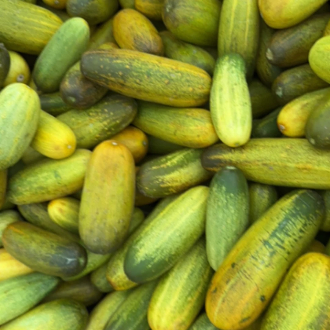 农户自产精选-黄瓜