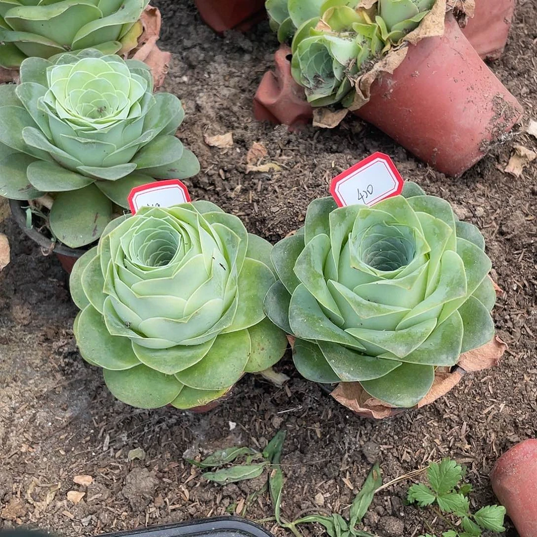 山地玫瑰单头 419 420