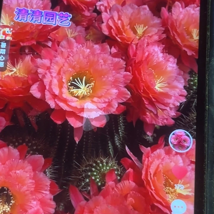 仙人球毛花柱牛牛瑕疵黑点