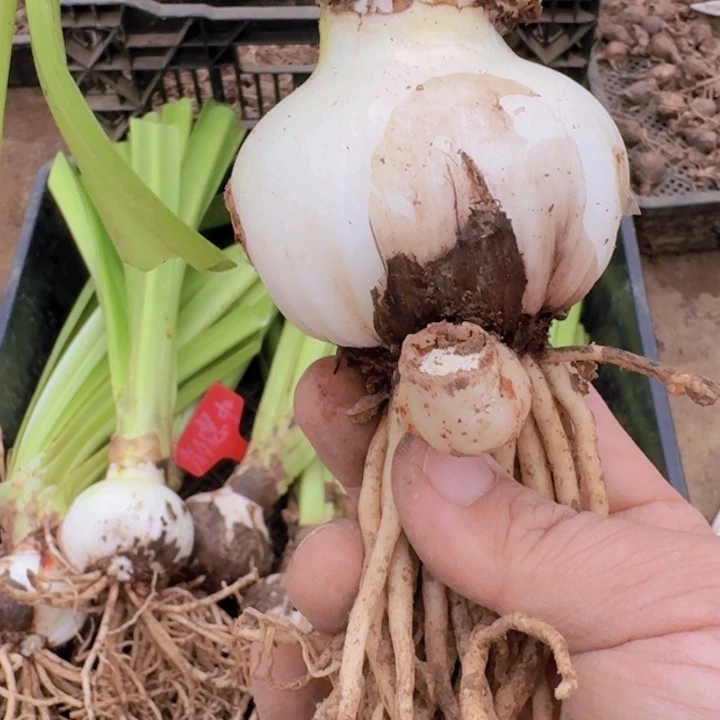 完全开放?****）秀外