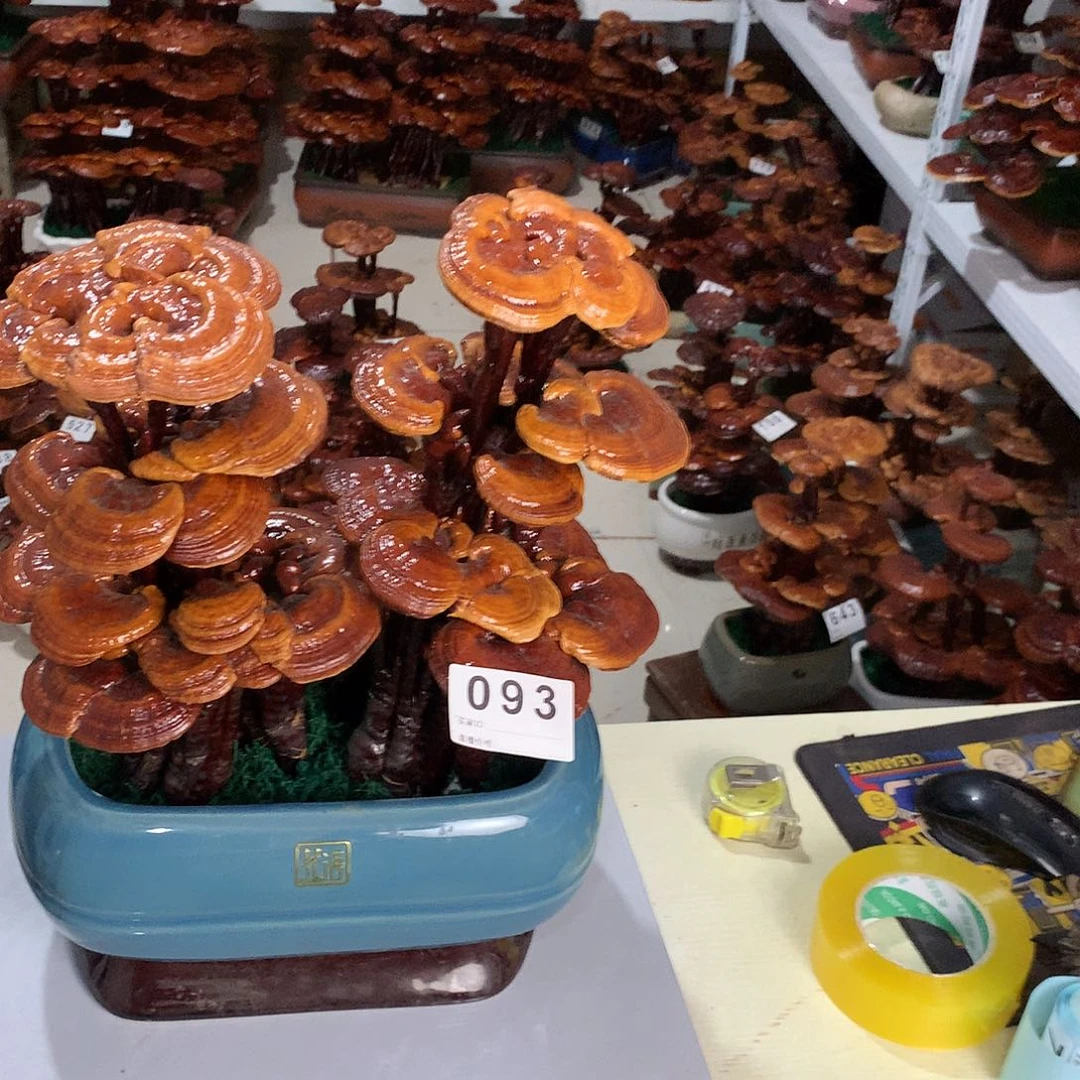 全部花朵8888888888888