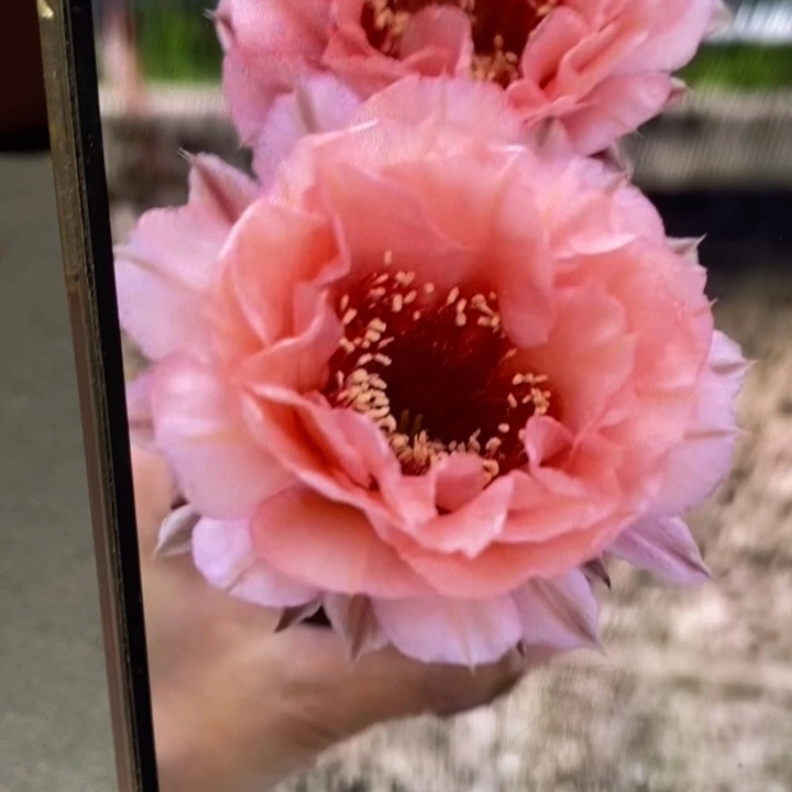 彩草2505号侧芽5公分左右