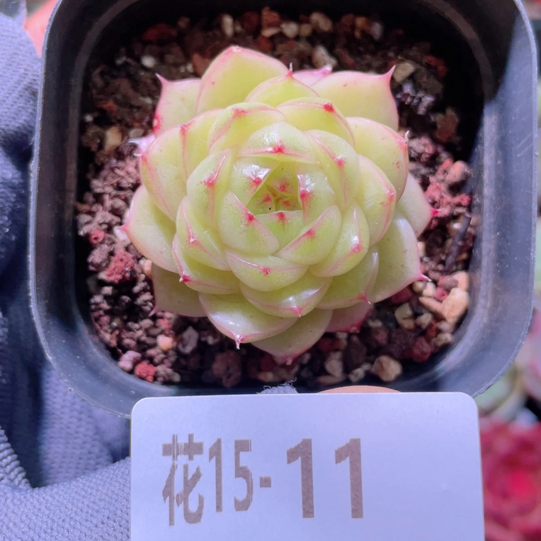 花利美15-11麦秆