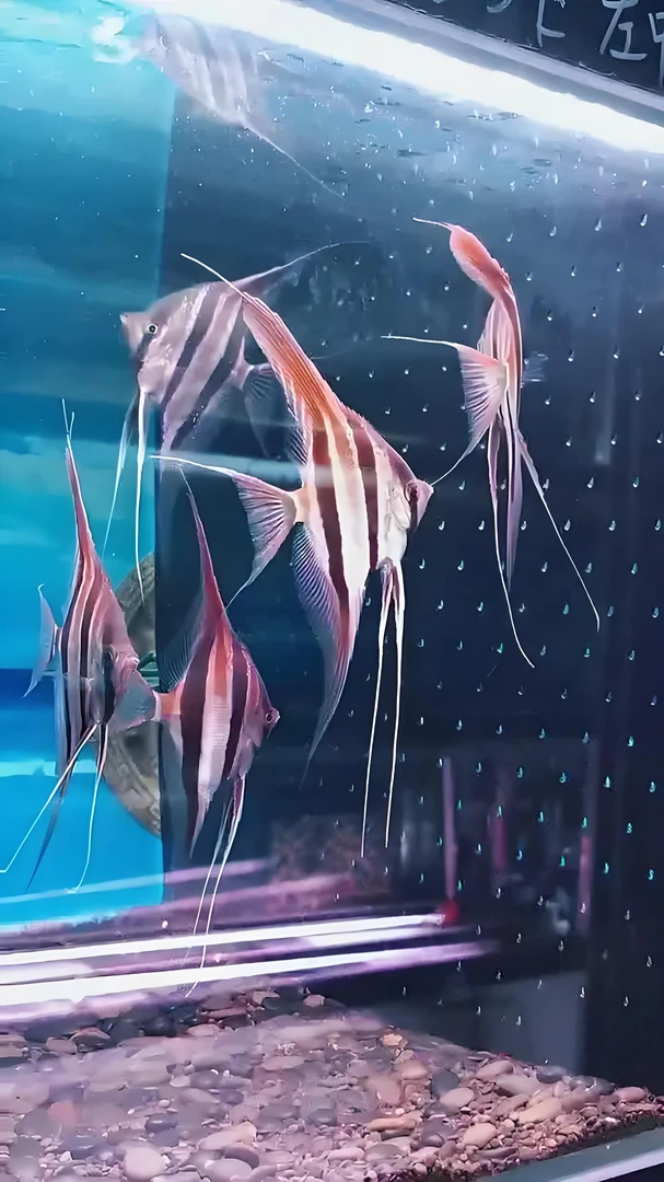 埃及神仙红龙很好配鱼