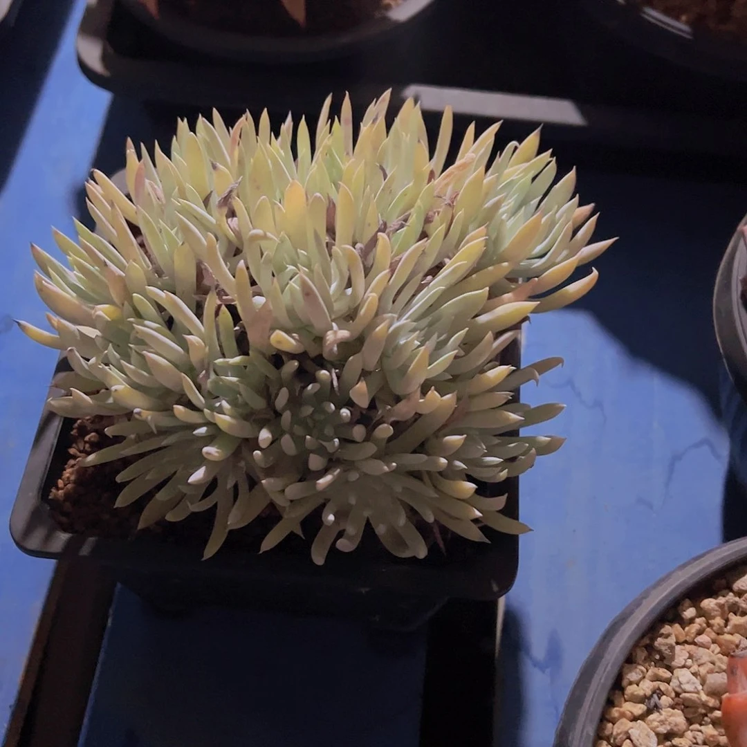好****子奴婢吉娜，多肉植物