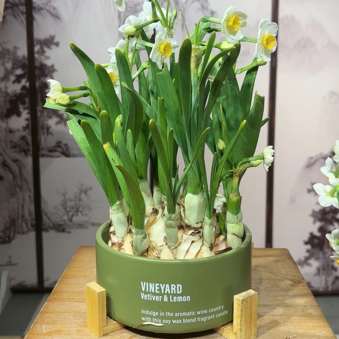 2【产地直发】漳州水仙花种球带盆发货直播正宗特大特级水培开花浓香