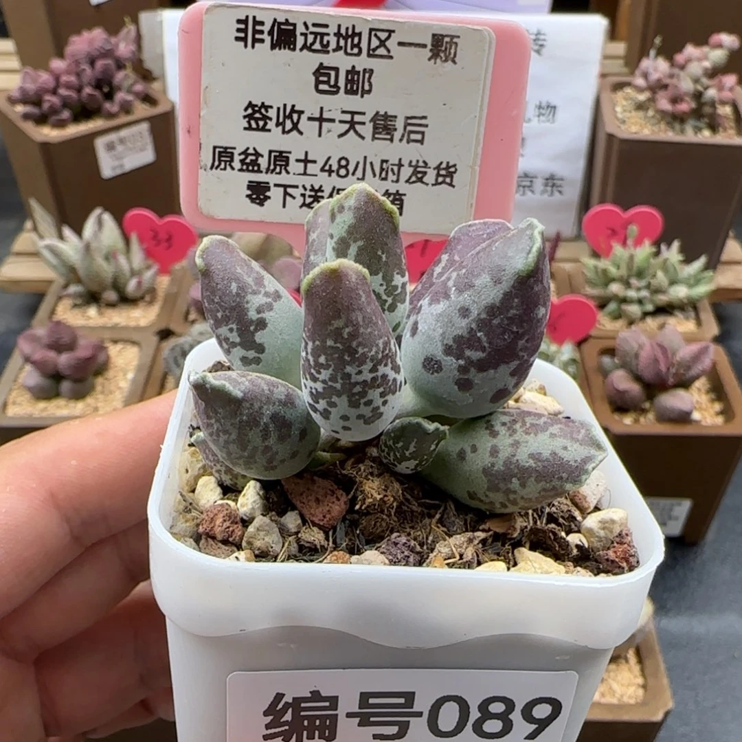 089紫肌二代海豹多肉植物