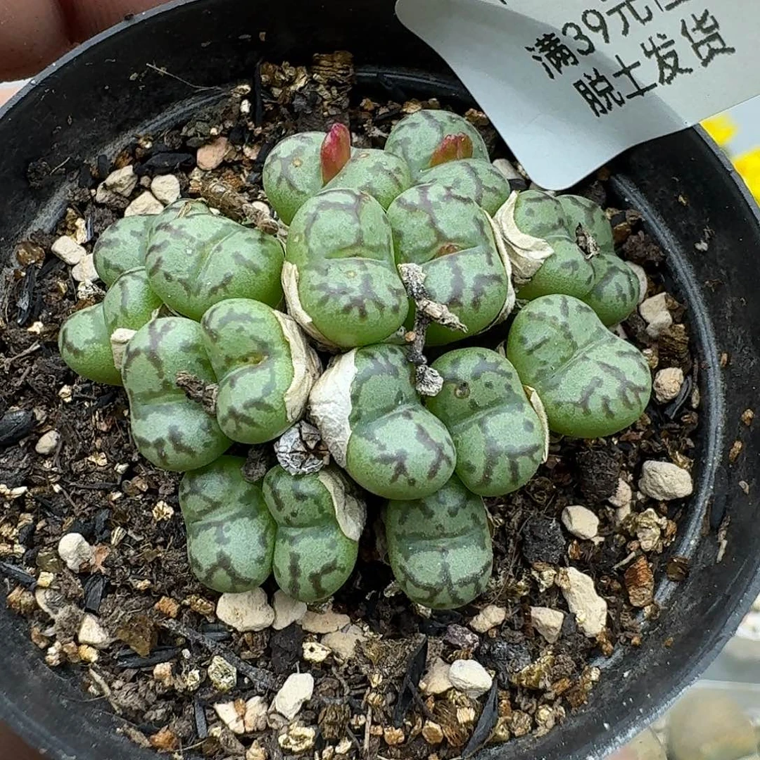 33多肉哈哈哈哈哈哈哈