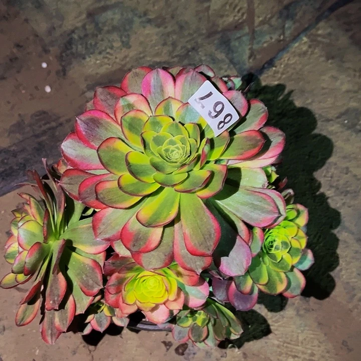 867奶白宽锦多肉植物处理不售后