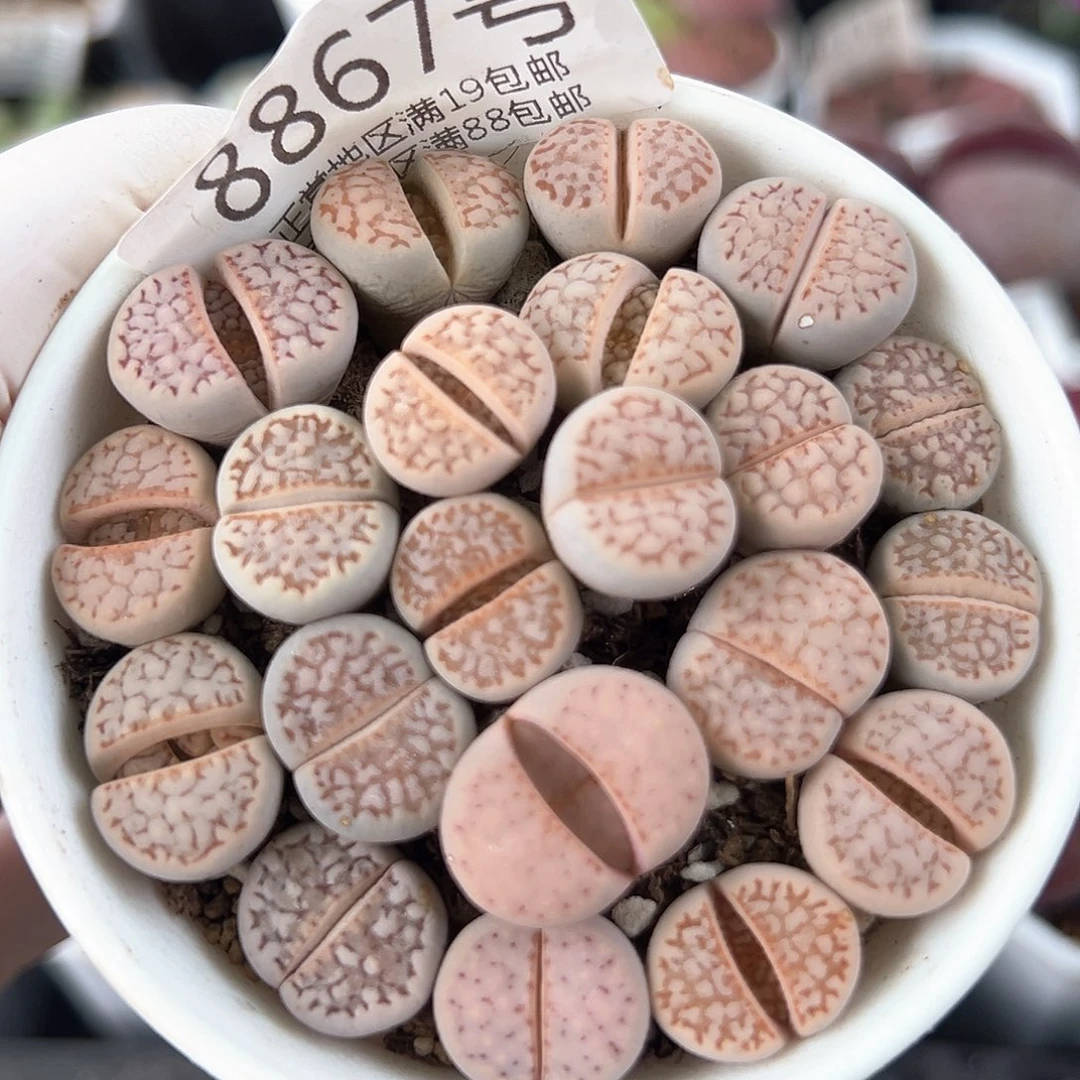 好养易活生石花大母本8867