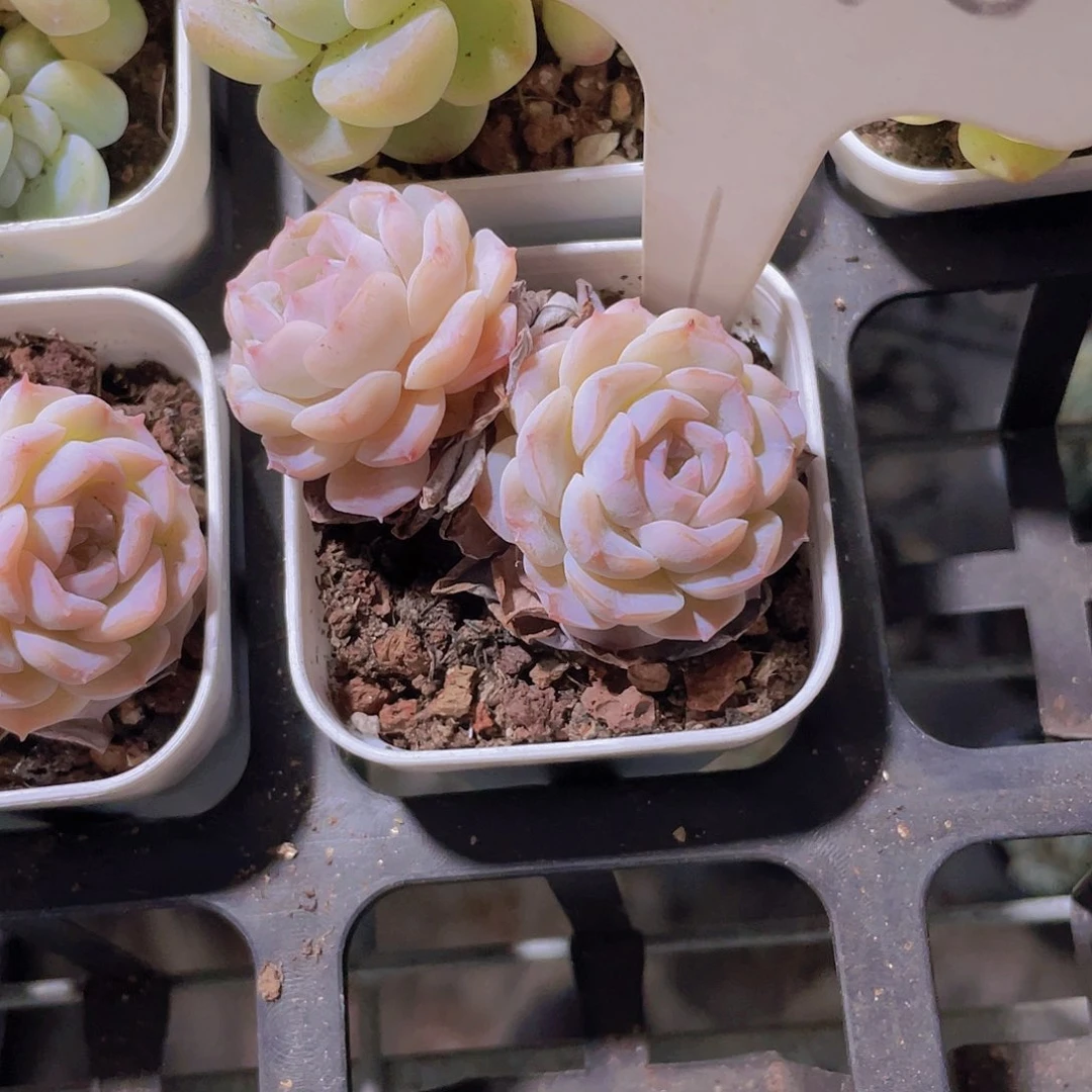 f****卷岩字e080一物一拍