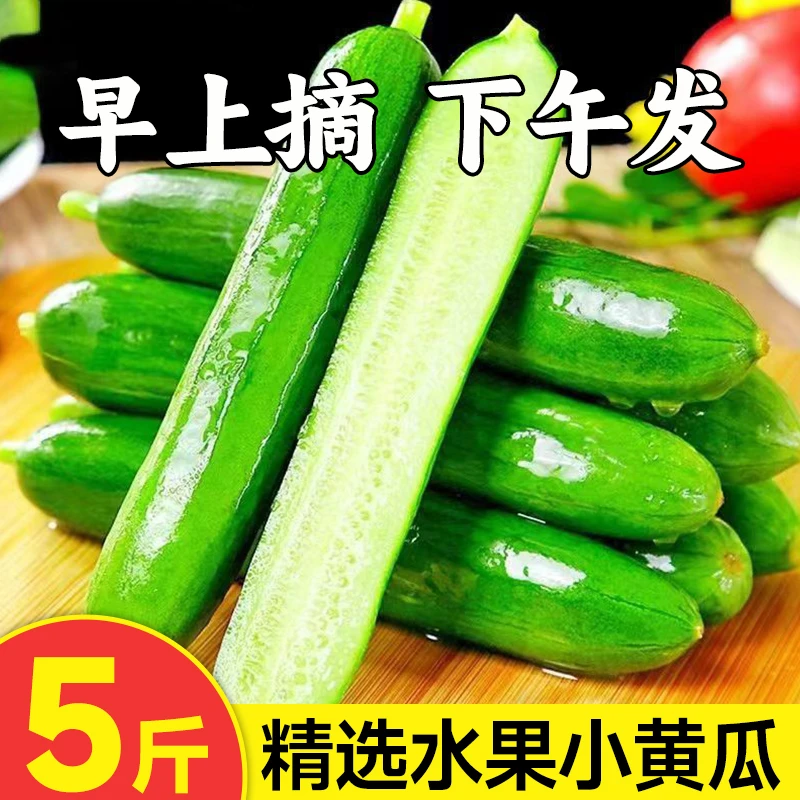 水果黄瓜产地直发当季新鲜整箱白玉小黄瓜玉女老黄瓜鲜黄瓜旱黄瓜