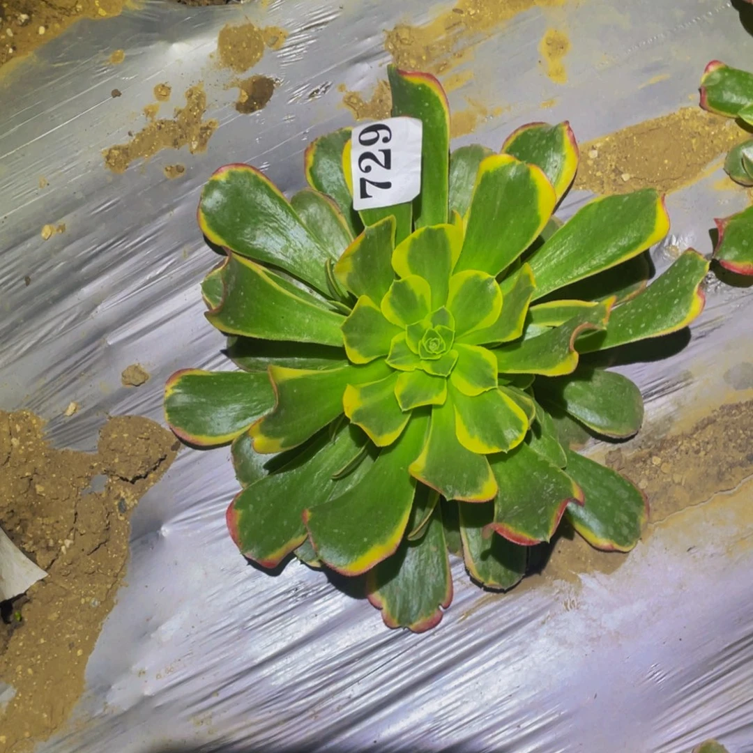 特斯拉多肉真是729