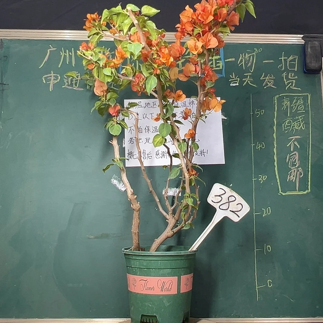 完全开放  80cm 落日  原生小桩  382