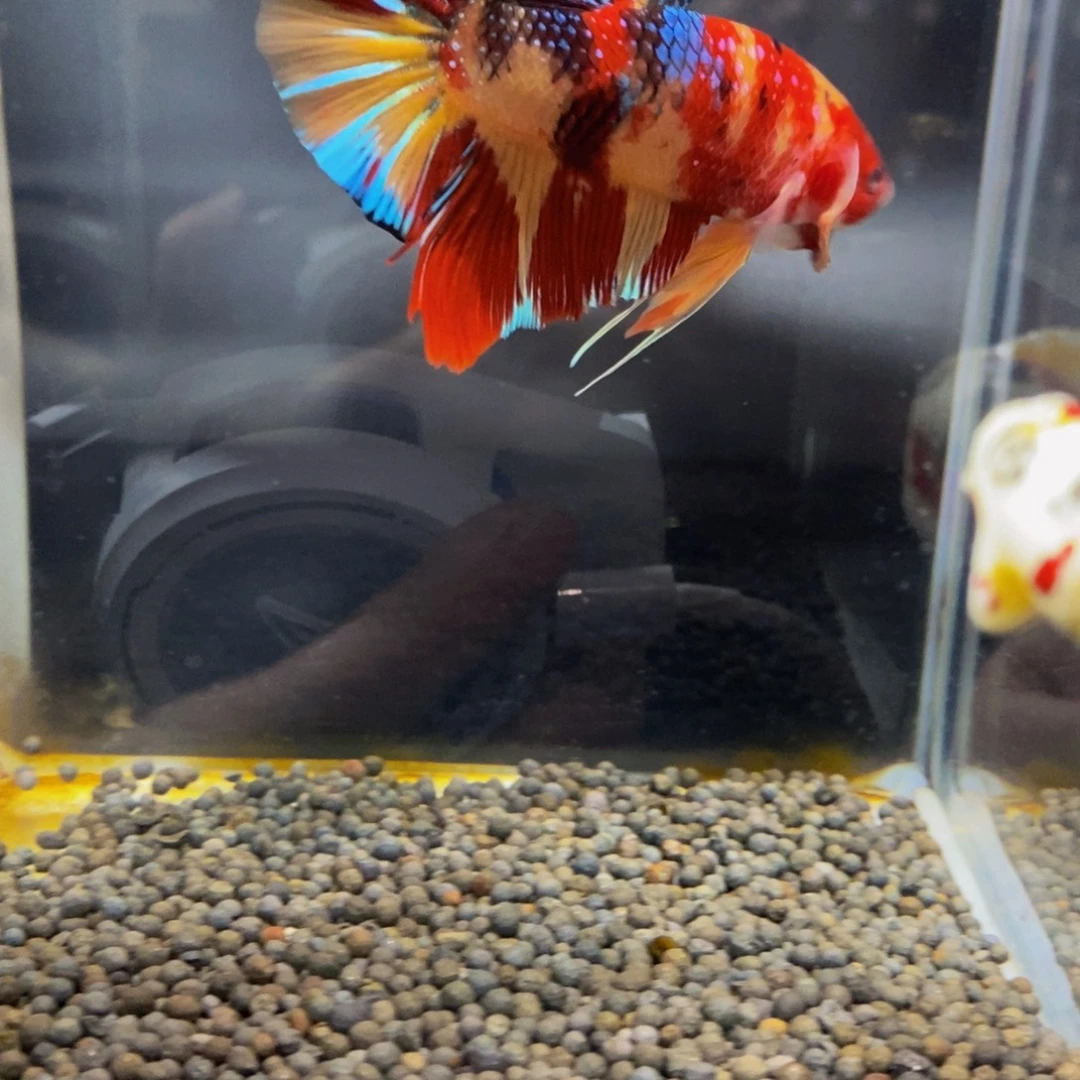 熊***头斗鱼385巨斗111111