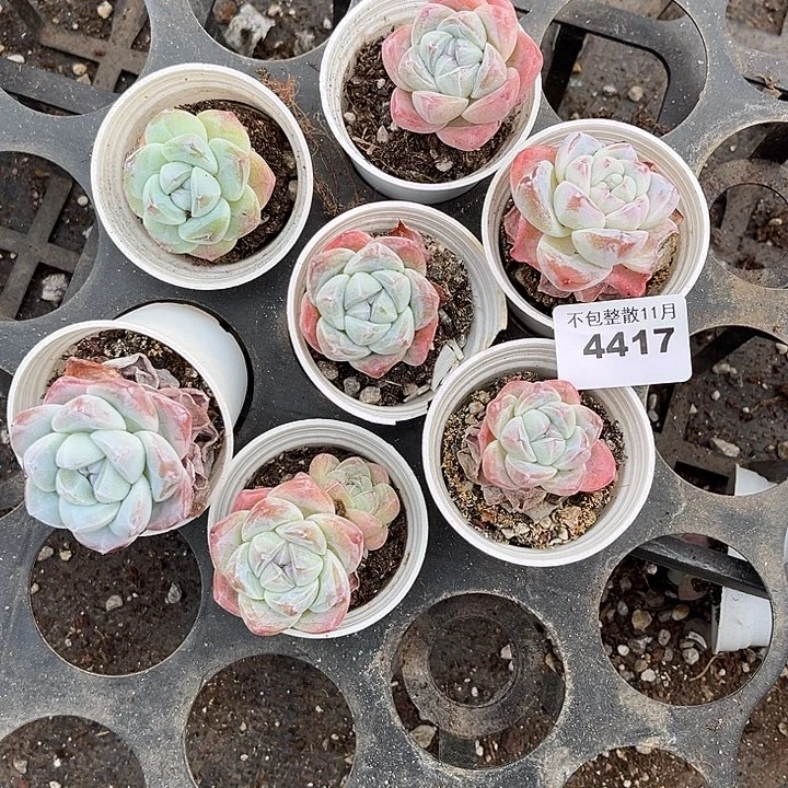 阿雅园艺。         4417冰玉