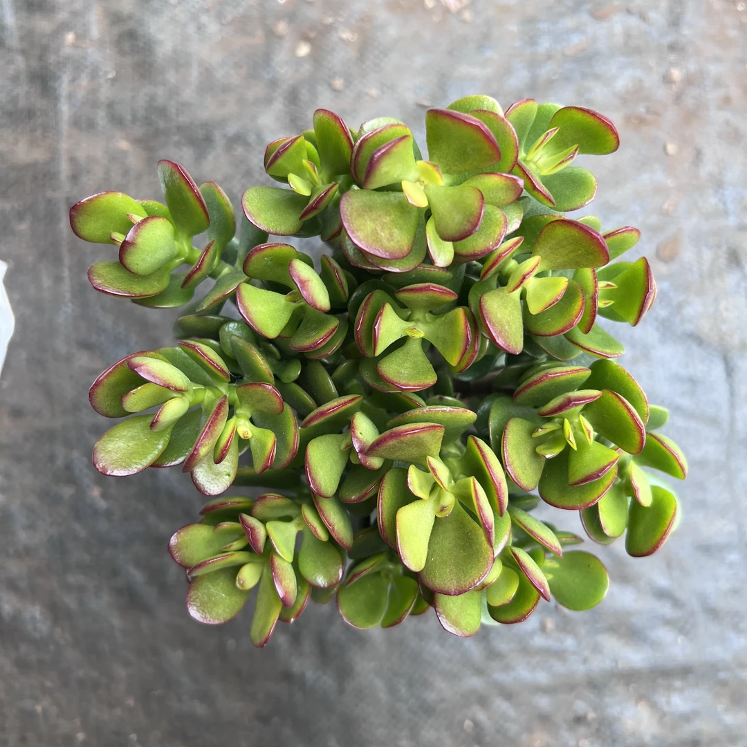 1王小二多肉姬红花月12杯冠幅10-12厘米多肉植物带基地原盆原土发