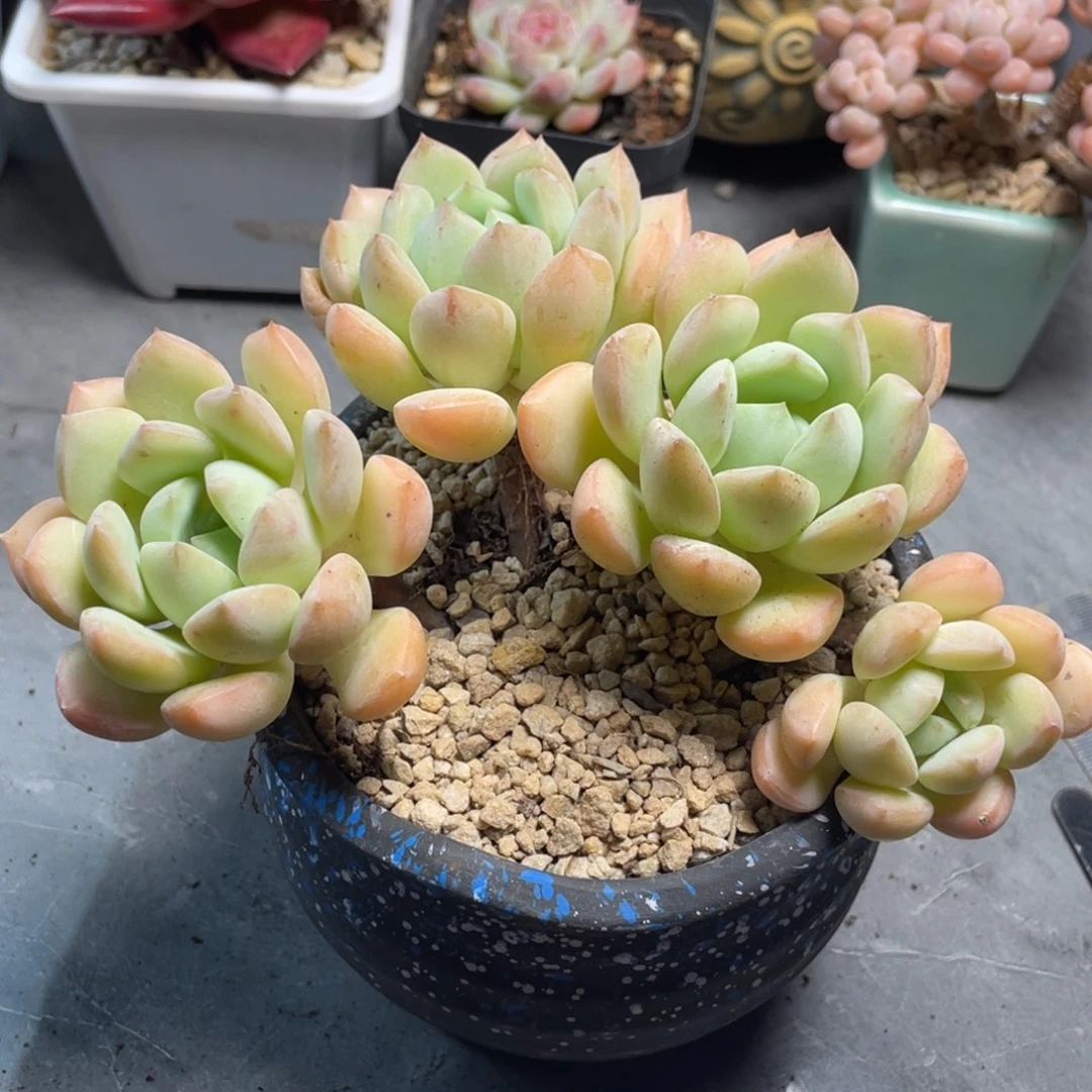 蜜桃格林四头老桩