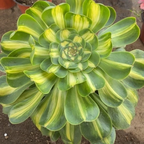 932暴君满25包邮多肉