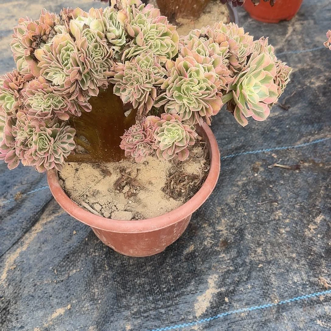 务***烤无花朵粉女巫一体化图我哦哦哦