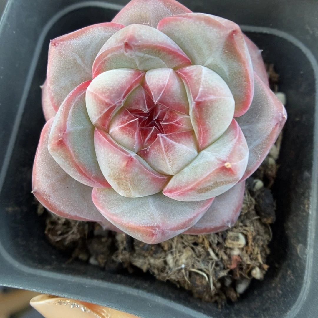 暗纹珍妮可拍373号。