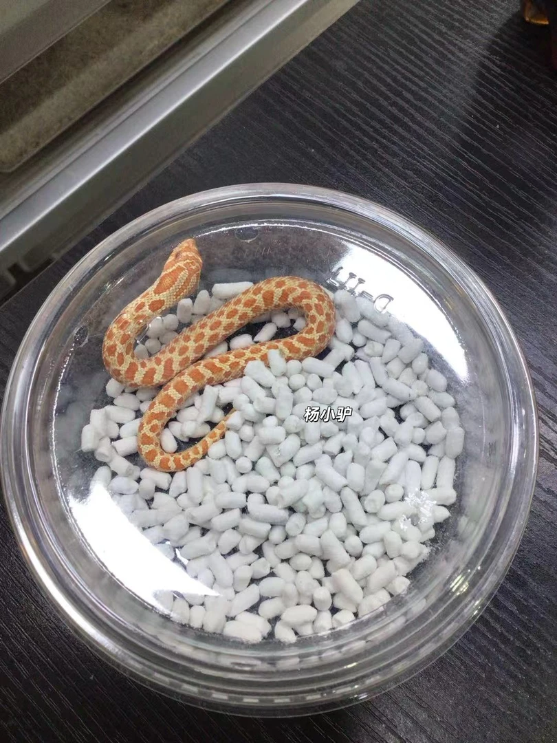 红白化猪鼻蛇（稳冻）