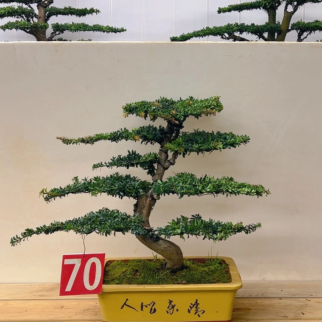 无花朵罗汉松盆景艺术中心