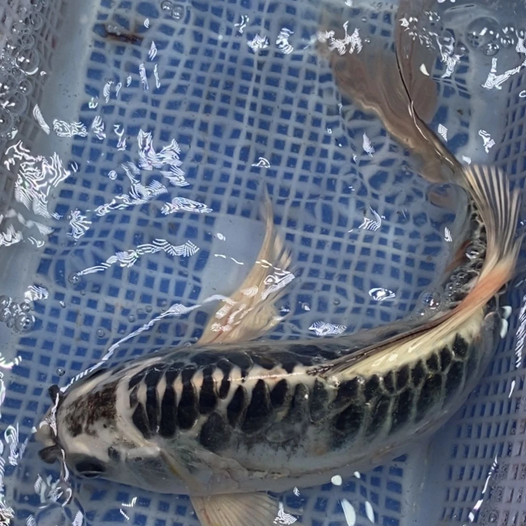 锦鲤冷水锦鲤包邮