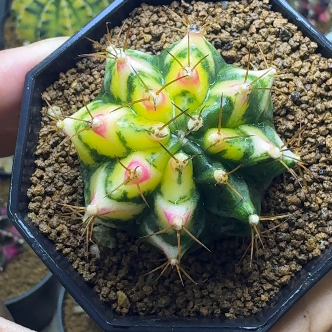 花田侧芽米哈锦漏55号