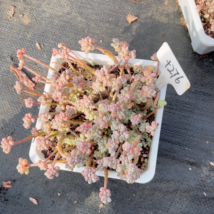 晨语多肉一物一拍+276