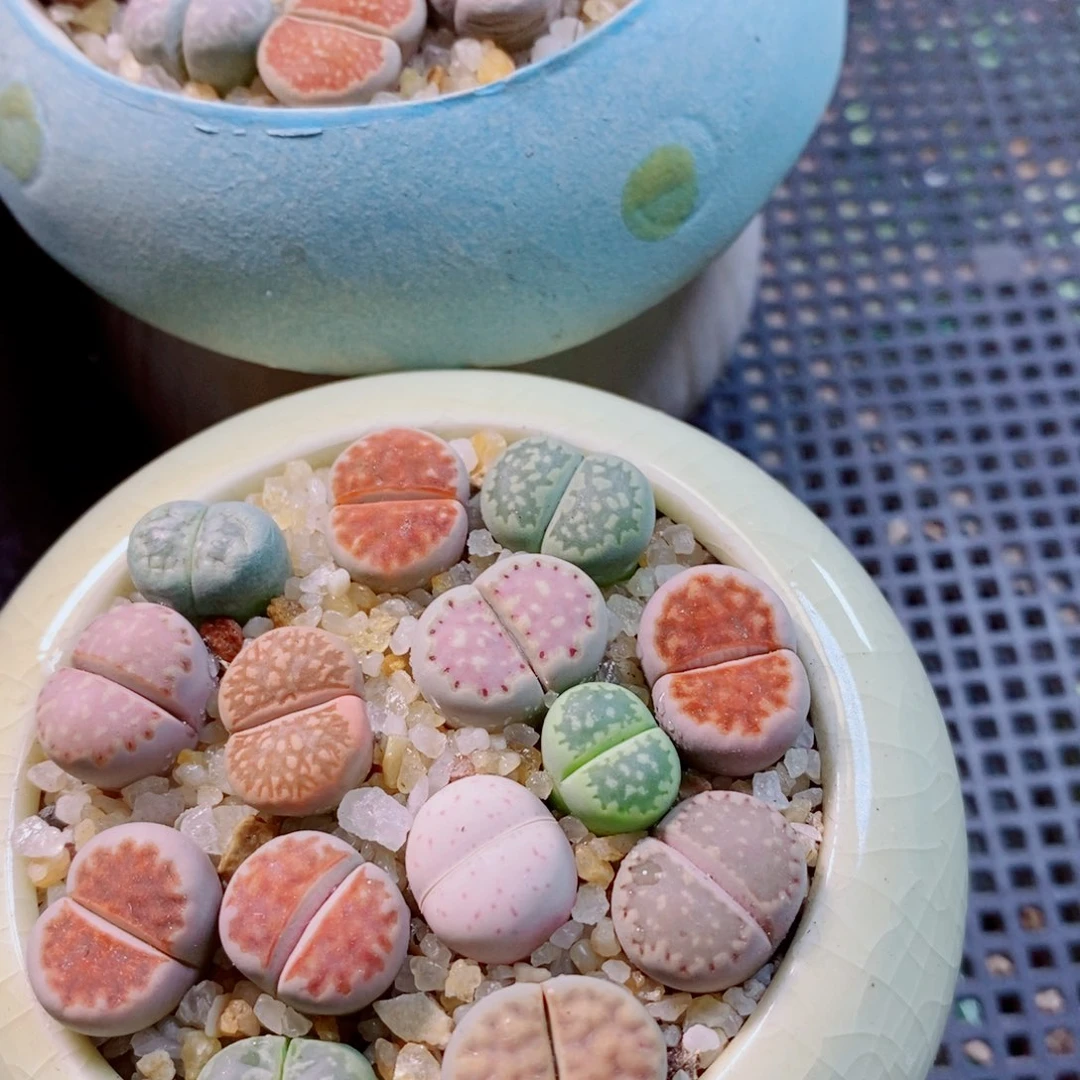 花***8生石花花花花开了701