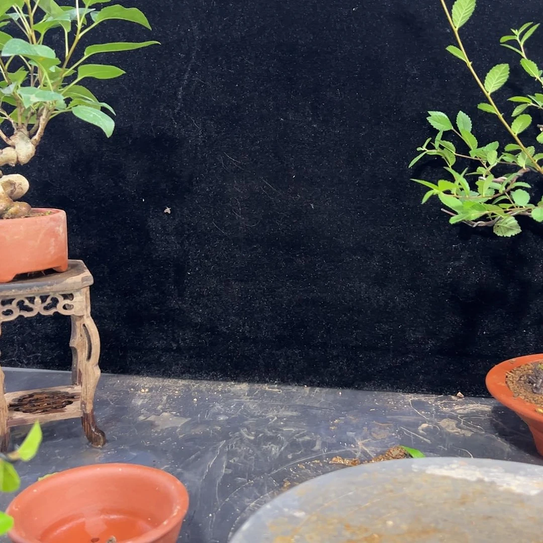 无花朵玉树128发发发发发发