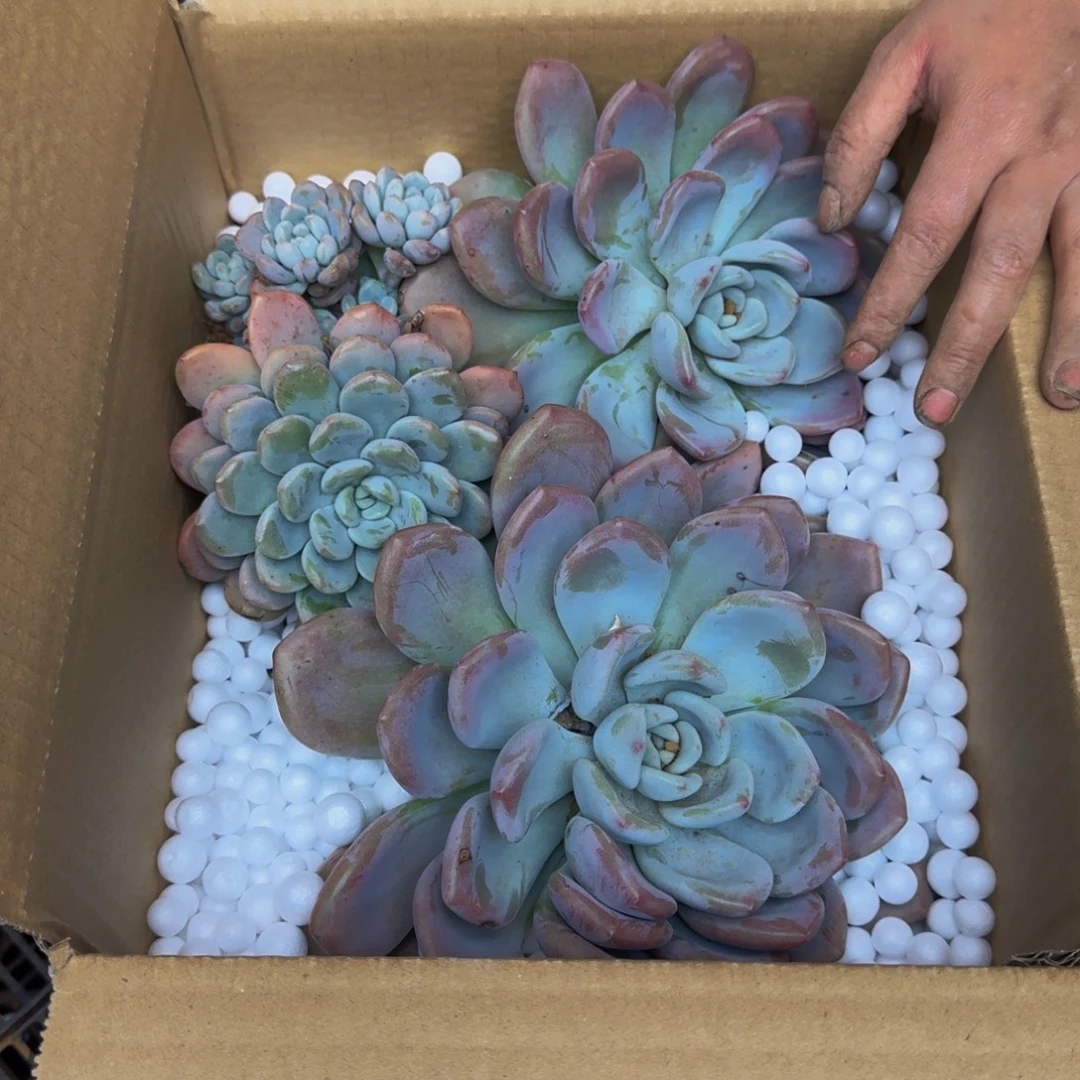 百***合奥普砍头 不包损1650